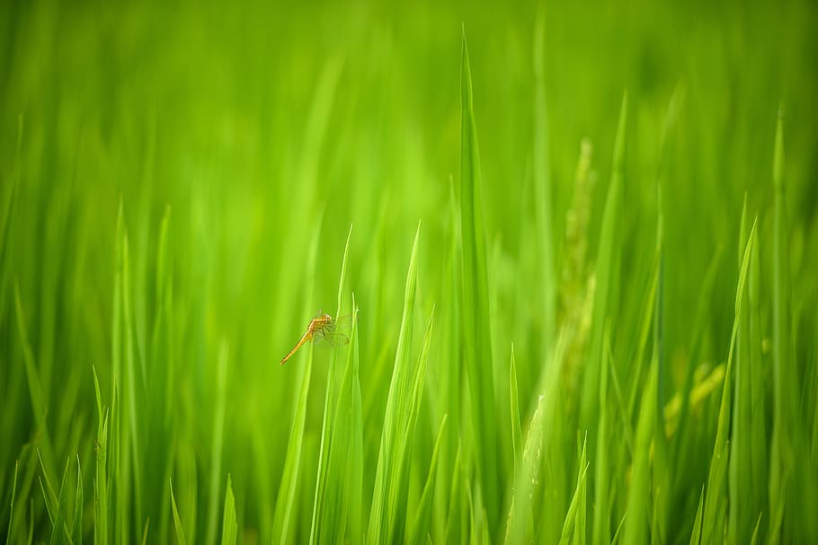 dragonfly, rice field in vietnam, vietnam, rice, rice field, natural, background, nature, beautiful, outdoor