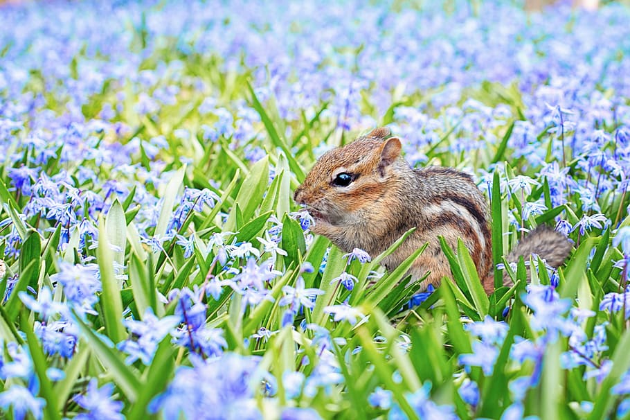 brown, squirrel, green, leafed, plant, shallow, focus photography, chipmunk, spring, field
