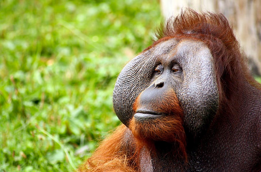 foto de orangután, mono, orangután, animal, cara, cabello, gagio, rojo, rojizo, salvaje