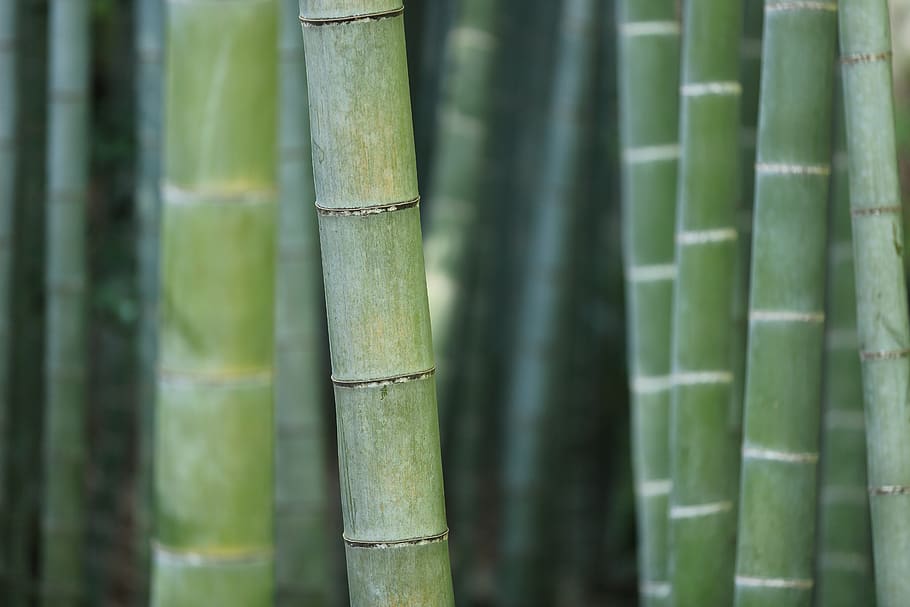 alam, pemandangan, bambu, tongkat, hijau, bambu - menanam, rumpun bambu, warna hijau, tidak ada orang, menanam