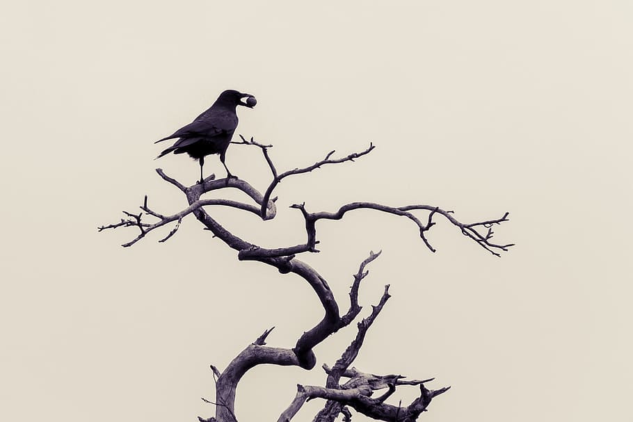 silhouette, bird, top, bare, tree, crow, birds, winter, black, raven bird