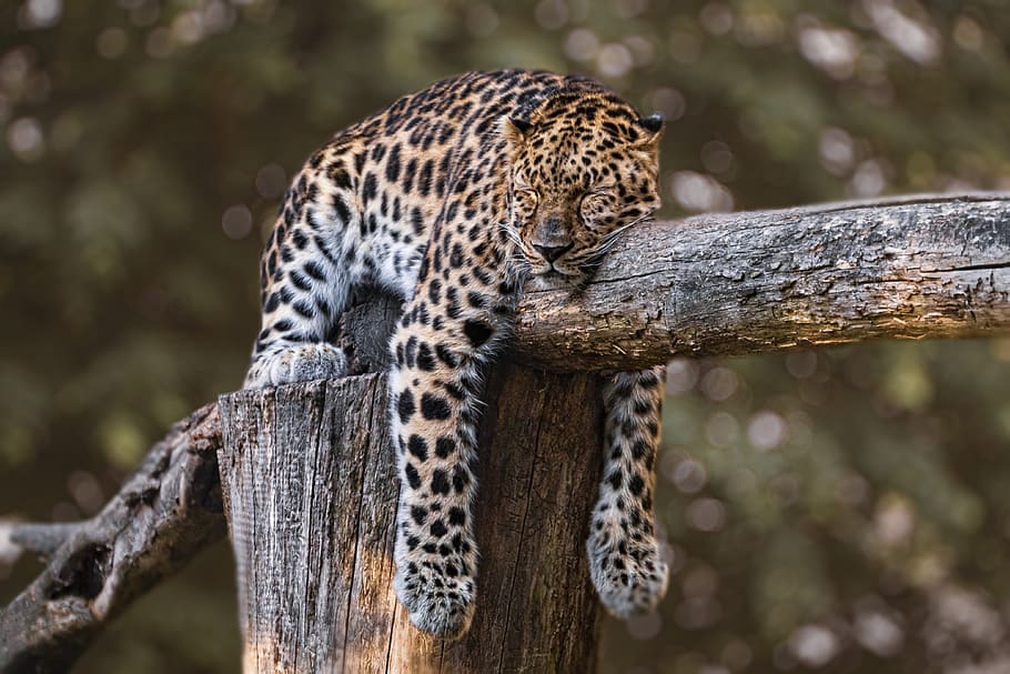 zoo, jaguar, animal, sleeping, sleep, feline, wild, predator, tired, animal wildlife