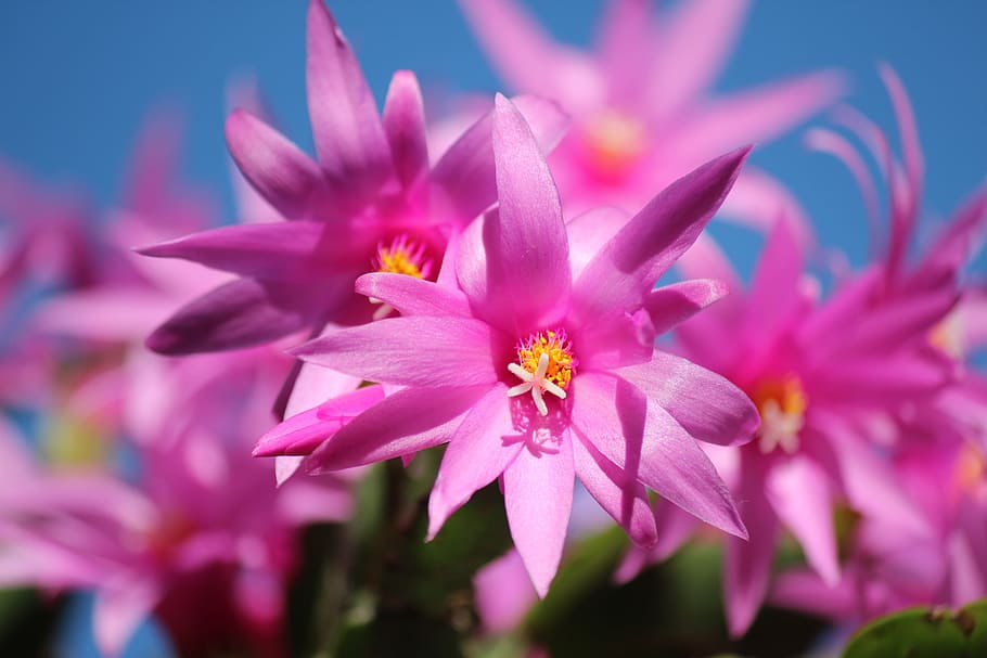 closeup, photography, pink, orchids, christmas cactus, schlumbergera, flowers, blossoms, cactus, flower