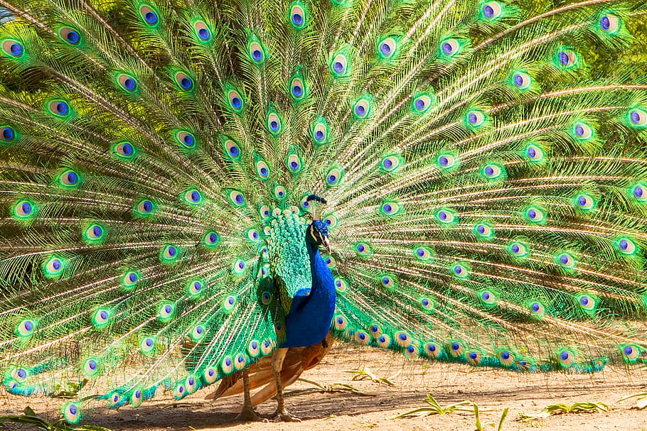 peacock, feather, color, colorful, plumage, nature, structure, green, pride, pavo cristatus