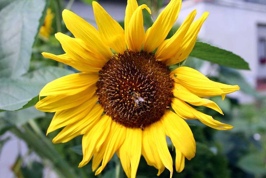 sunflower, summer, ros, plant, blooming sunflower, nature, yellow, garden, insect, the petals