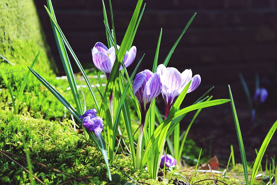 purple-and-white tulip flowers, crocus, blades of grass, green, moss, nature, grass, close, plant, flora