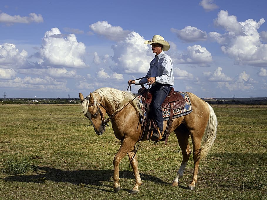 man, riding, brown, horse, green, field, cowboy, quarter horse, trainer, ranch
