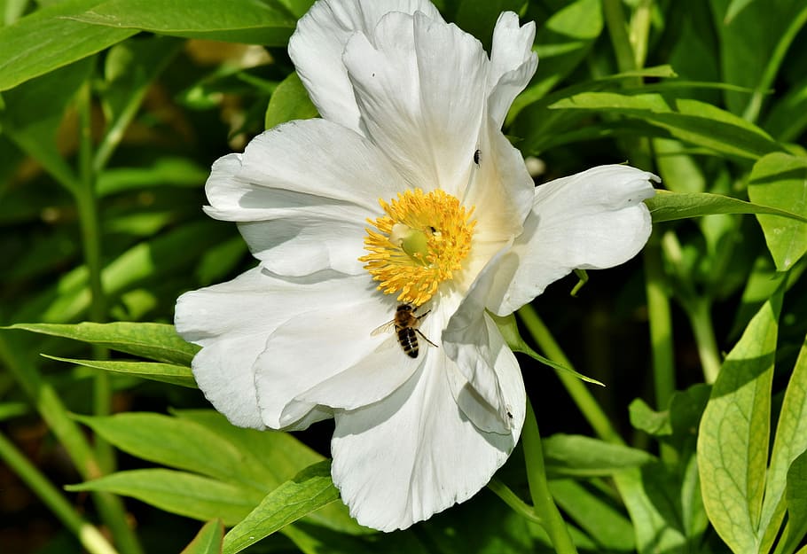 honeybee, white, anemone flower, anemone, florets, blossom, bloom, spring flower, spring, early bloomer