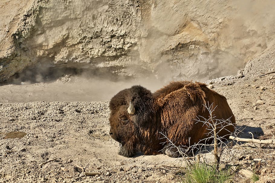 bison, buffalo, animal, mammal, wild, mud volcano, yellowstone, national park, wyoming, usa
