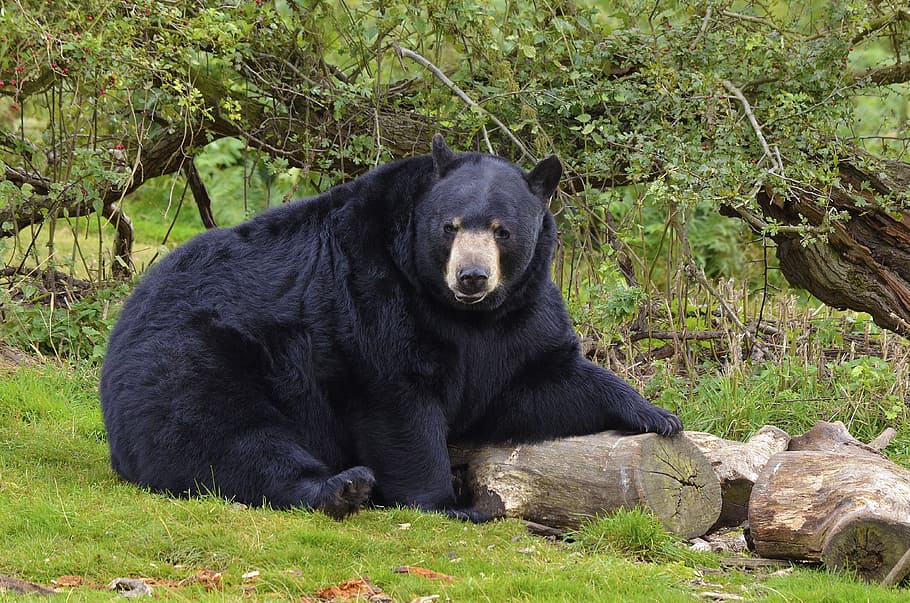 Black Bear, Wild Animal, Wildlife, bear, mammal, nature, zoo, aljonushka1, one animal, animal