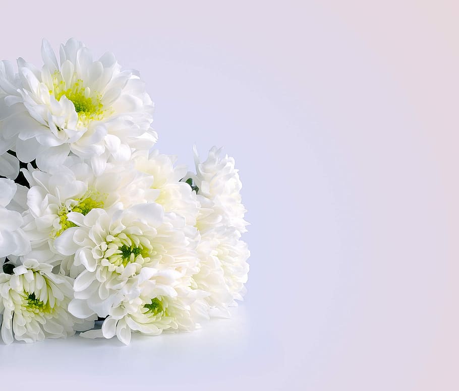 closeup, photography, white, daisies, flowers, chrysanthemums, bouquet, celebration, congratulations, background