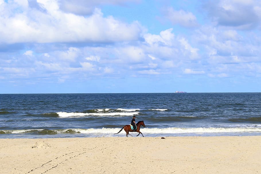 horse, langeoog, nature, blue, scenic, summer, clouds, nature reserve, mood, panorama