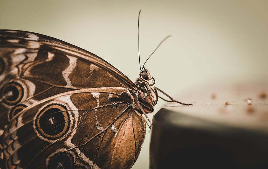 closeup, photography, common, buckeye butterfly, butterfly, monarch, moth, caterpillar, spots, pattern
