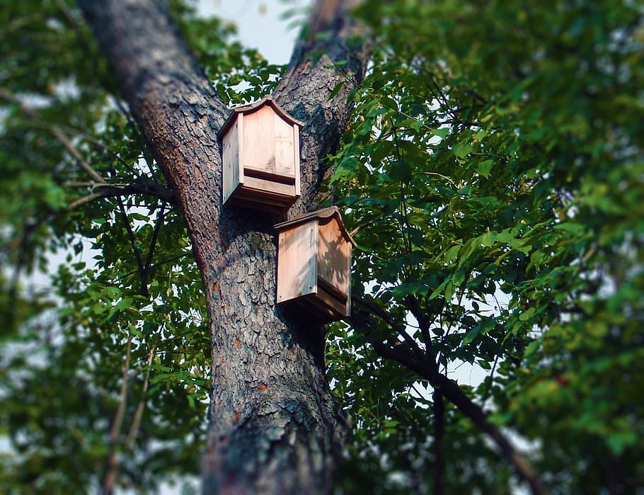cajas de murciélagos, casa de murciélagos, árbol, caja de descanso, murciélago, caja, casa, conservación, naturaleza, hogar
