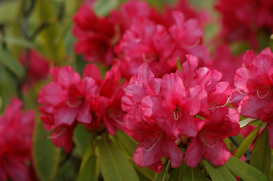 flowers, pink, azalea, rhododendron, pink azalea, pink azaleas, spring, garden, floral, flower