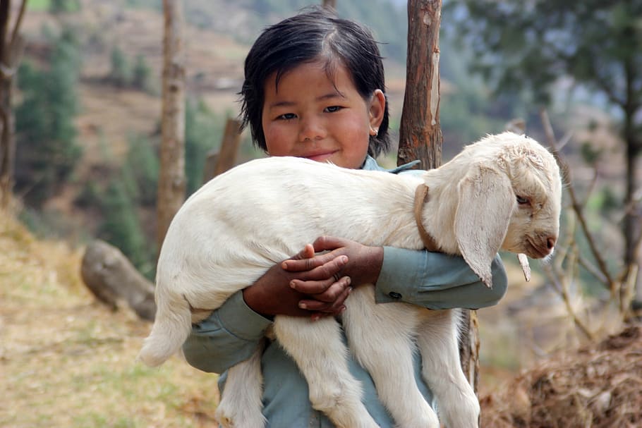 boy, carrying, white, kid goat, nepal, lamb, sherpa, trek, girl, child