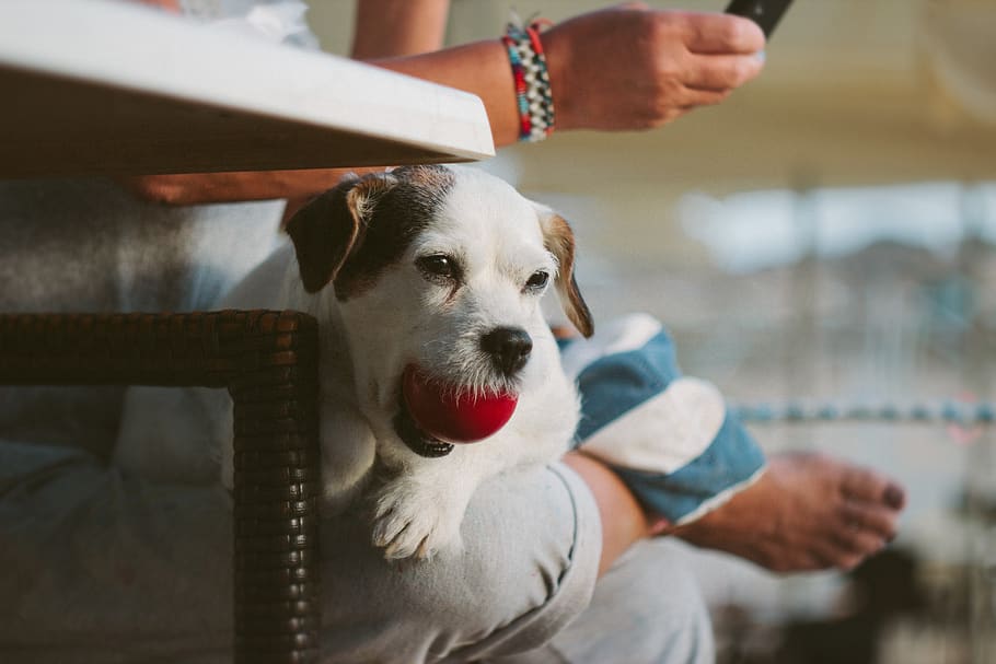 pet, puppy, dog, red, ball, play, table, chair, hand, phone