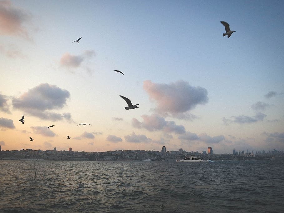 seagulls, birds, sky, clouds, water, boats, coast, city, skyline, view