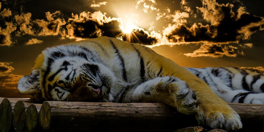 tiger, laying, wood logs, dawn, sleep, rest, cat, good night, relaxation, concerns