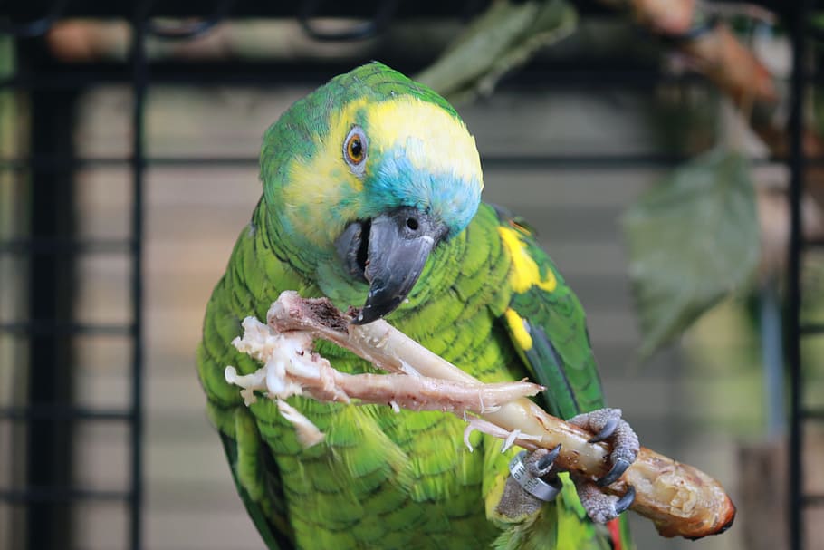 parrot, amazon blue forehead, bird, colors, exotic, animals, green, animal, animal themes, animal wildlife