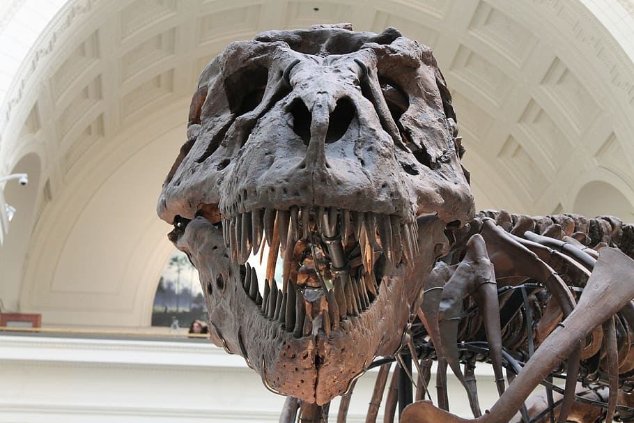 primer plano, foto, esqueleto de dinosaurio, tiranosaurio, prehistórico,  esqueleto, dinosaurio, huesos, animal, fósil | Pxfuel