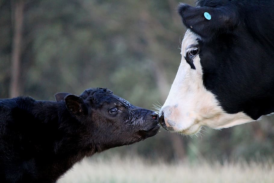 cow, calf, mother, cattle, baby, kiss, animal themes, animal, mammal, group of animals