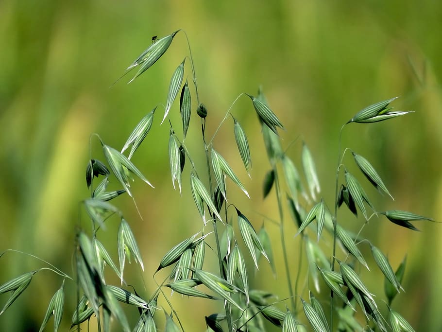 oats, cereals, grain, food, harvest, nutrition, healthy, growth, plant, green color