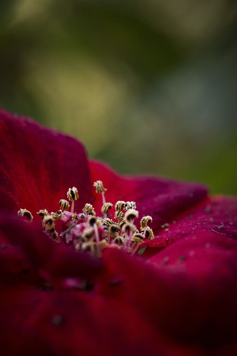 花マクロ, 赤い花, マクロ, 細部, 自然, 植物, セレクティブフォーカス, 花, 開花植物, クローズアップ