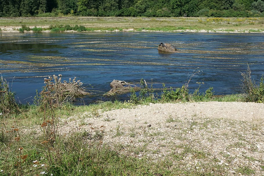 Danube, River, Water, Riedlingen, danube, river, flowers, plant, nature, waters, blue