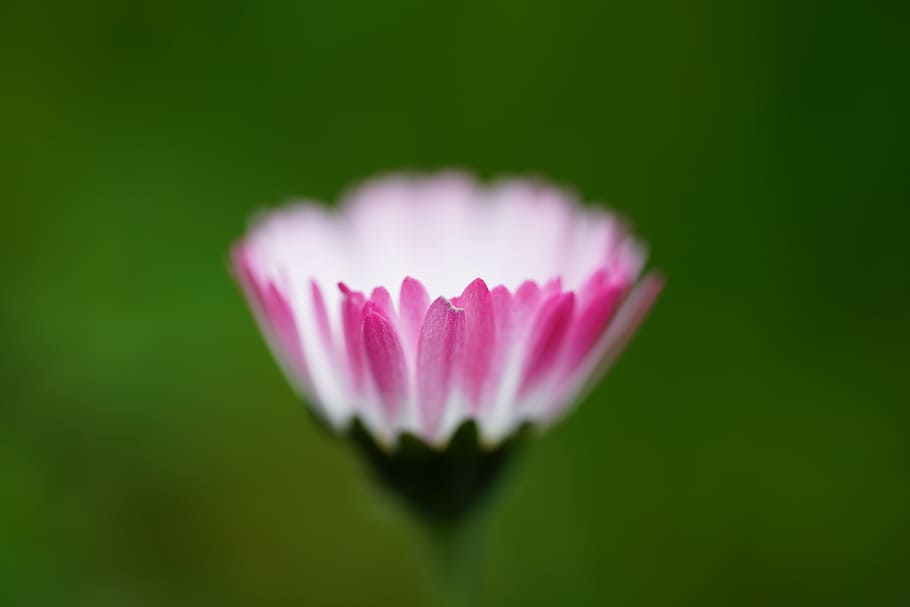 closeup, photography, pink, white, osteospermum flower bud, daisy, flower, blossom, bloom, bellis philosophy
