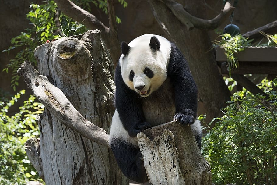 panda climbing tree, panda, bear, wildlife, zoo, cute, china, mammal, climbing, nature