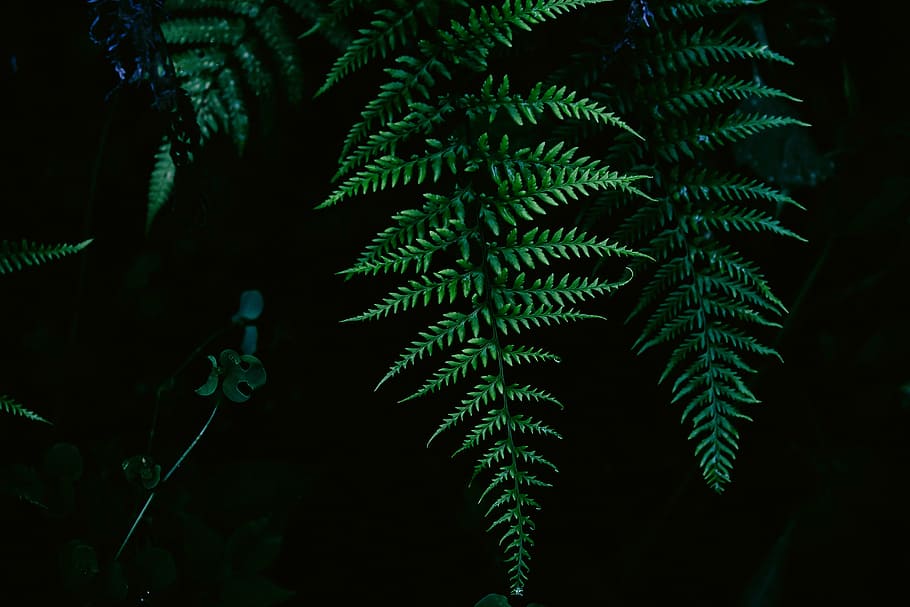boston ferns, fern, leaves, nature, plant, green color, pine tree, leaf, night, tree