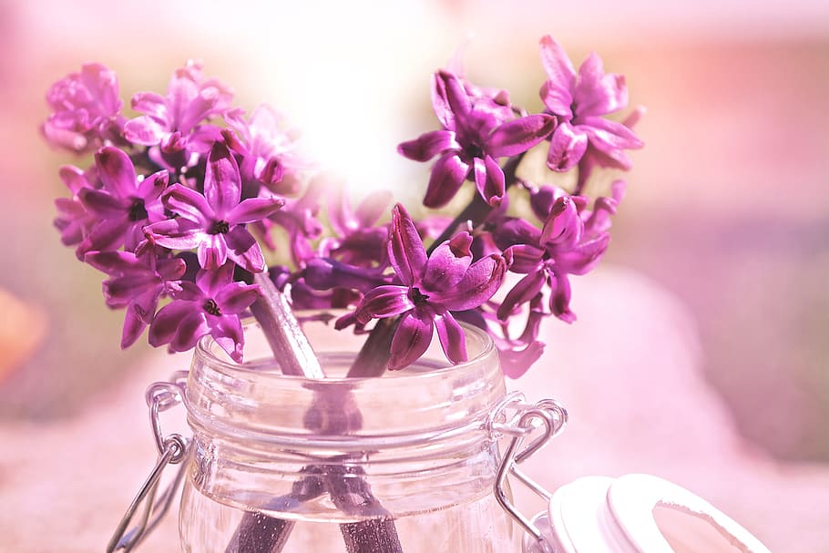 pink, clustered, flowers, clear, jar, hyacinth, flower, spring flowers, spring, back light