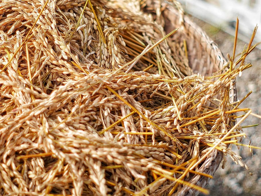 Rice, Crust, Value, Harvesting, rice crust, necessary, dry, with growth, straw, hay