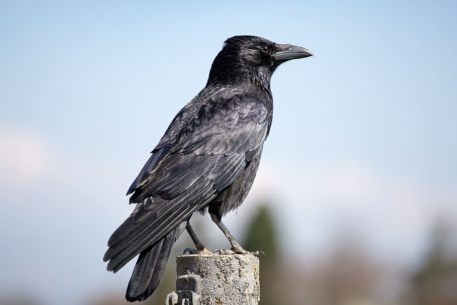 crow, raven, bird, black, raven bird, rook, sitting, sky, fence post, vertebrate