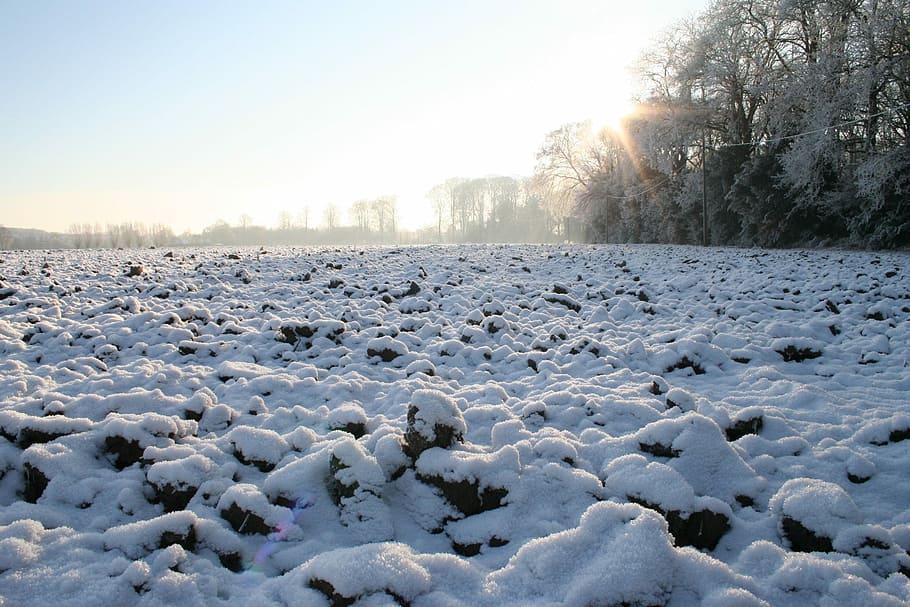 Snow, Covered, Ground, Icy, Winter, snow covered ground, icy winter, first snow, ice, landscape