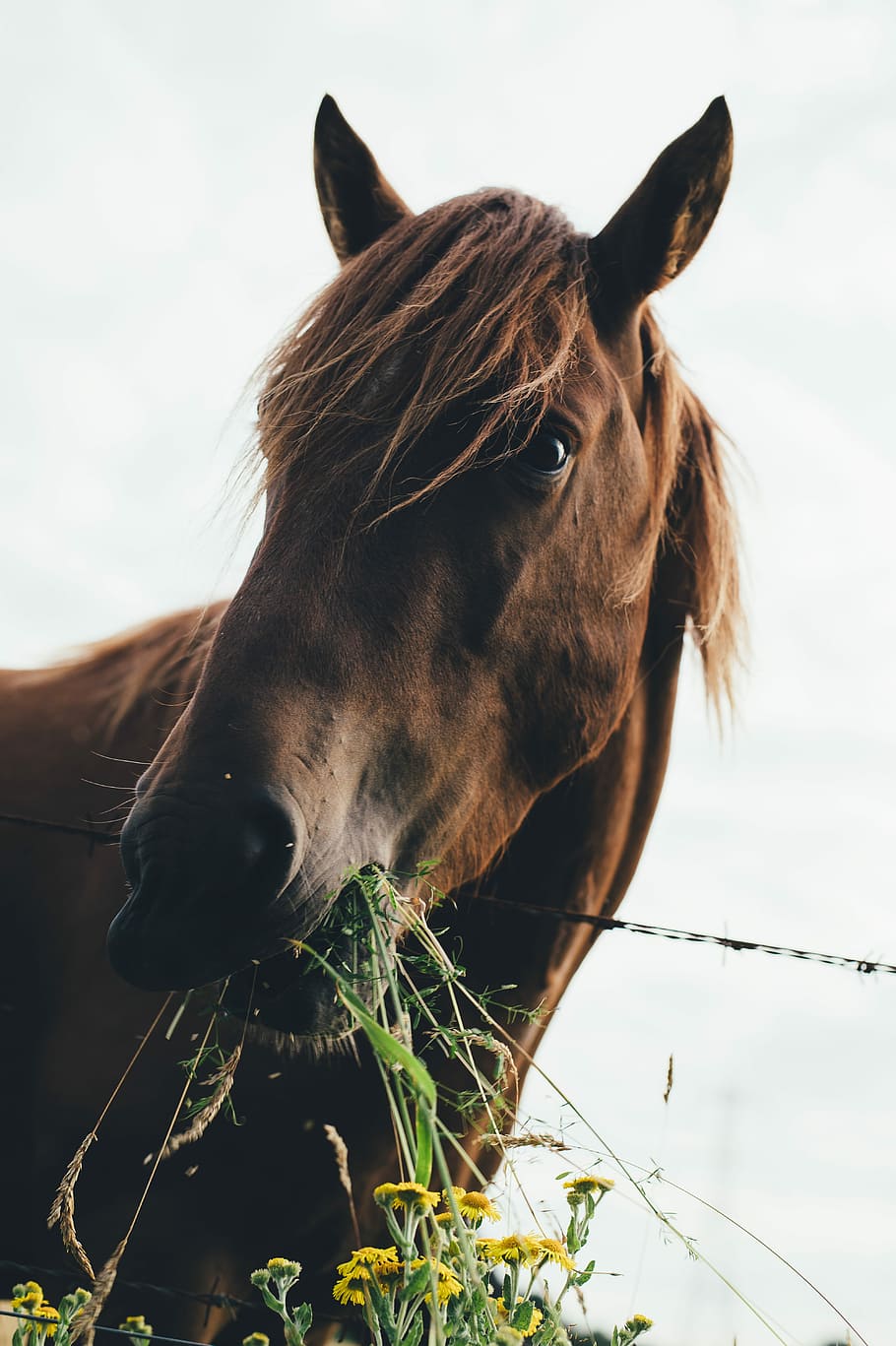 horse, eating, plants macro photography, plants, macro photography, black, brown, flowers, grass, green