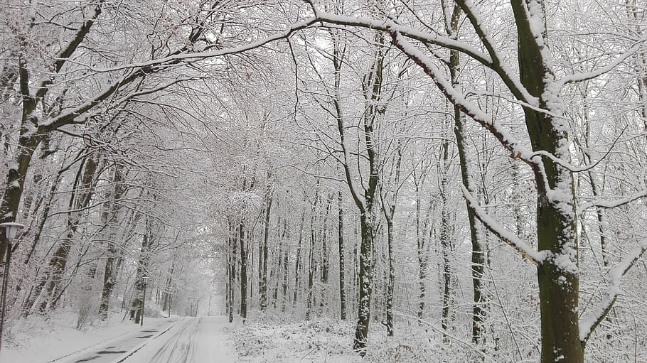 forest, snow, street, winter, cold temperature, weather, bare tree, frozen, snowing, nature