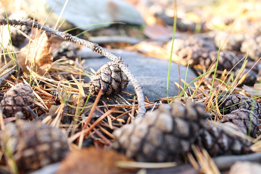pinecone, forest, nature, pine, autumn, season, fall, outdoor, pinecones, brown