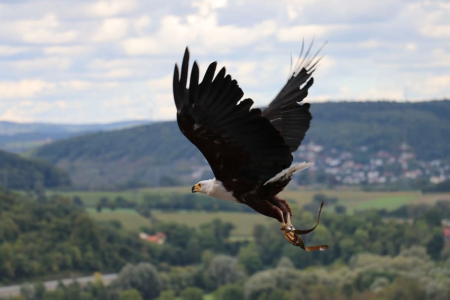 adler, eagle, flying eagle, castle guttenberg, raptor, falconry, bird of prey waiting, bird, flying, animal