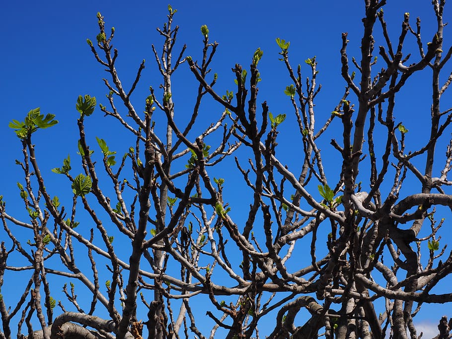 Fig Tree, tree, real coward, ficus carica, branches, leaves, sprout, blue, sky, nature