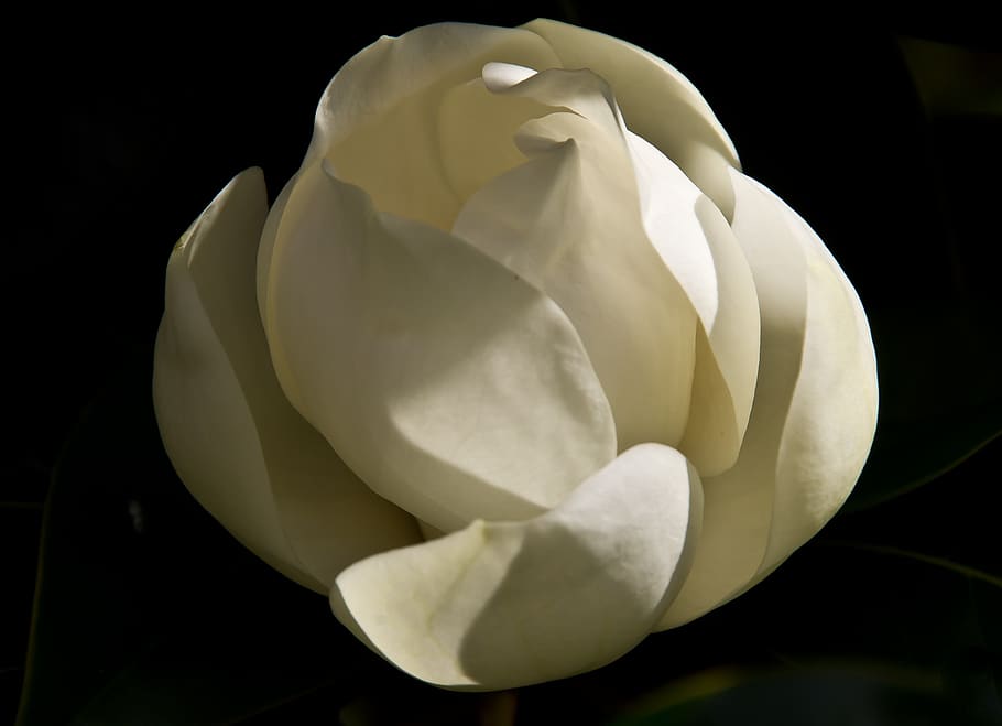 magnolia, flower, bloom, cream, white, single, garden, soft, scented, flowering plant