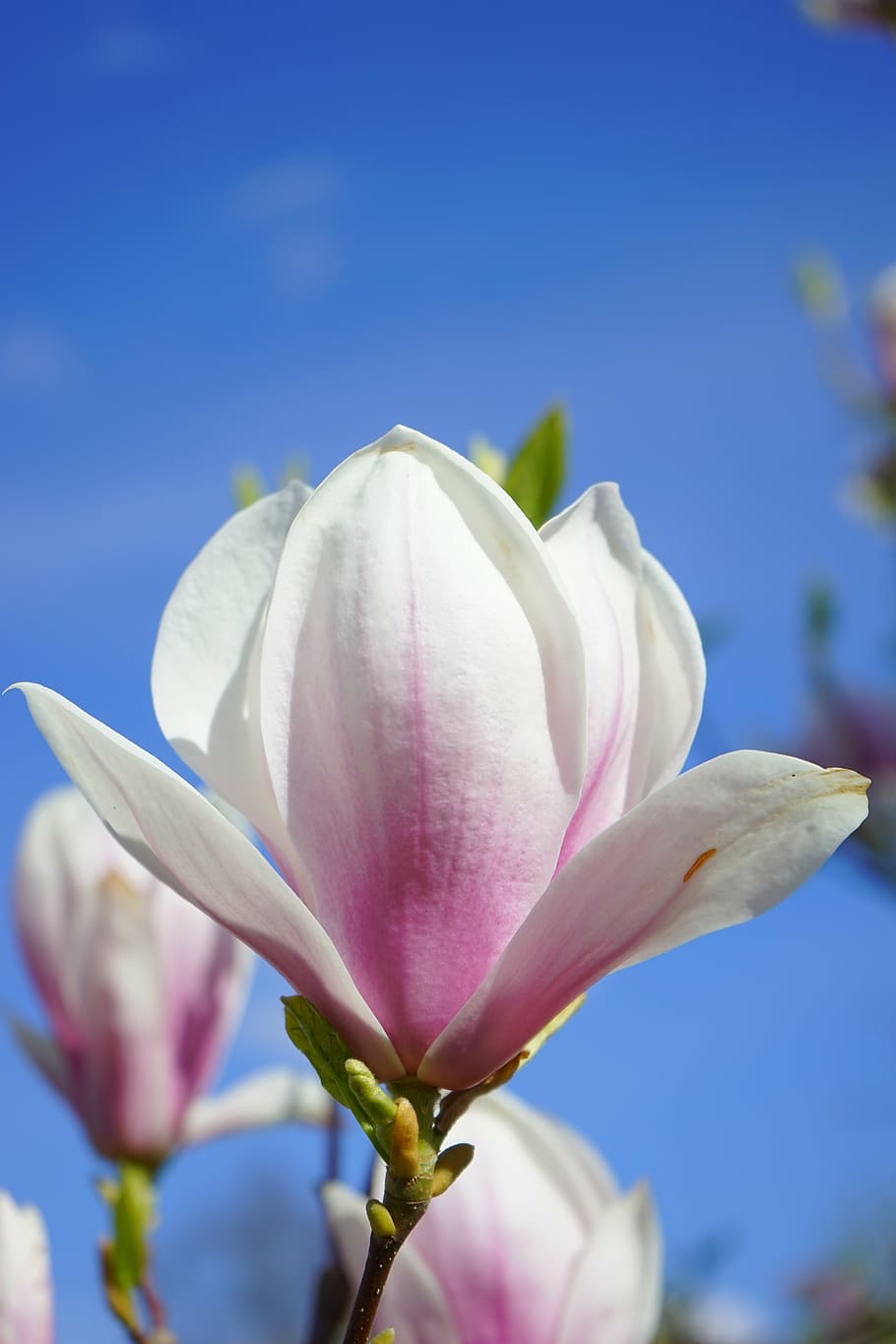white, pink, petaled flower, bloom close-up photo, magnolia, magnolia blossom, flowers, blütenmeer, ornamental plant, magnoliengewaechs