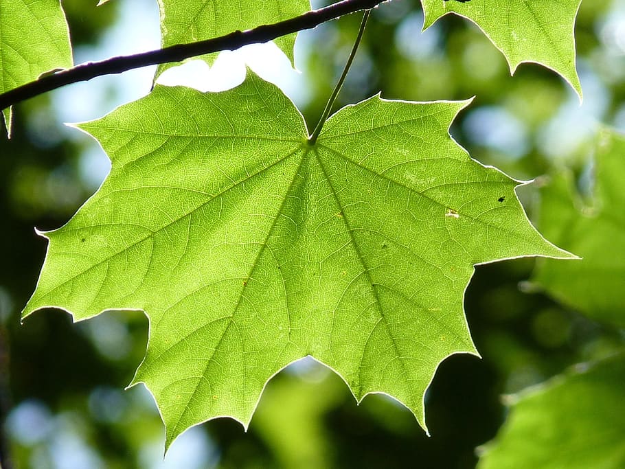 green, leaf, branch, maple leaf, maple, tree, forest, nature, back light, sun