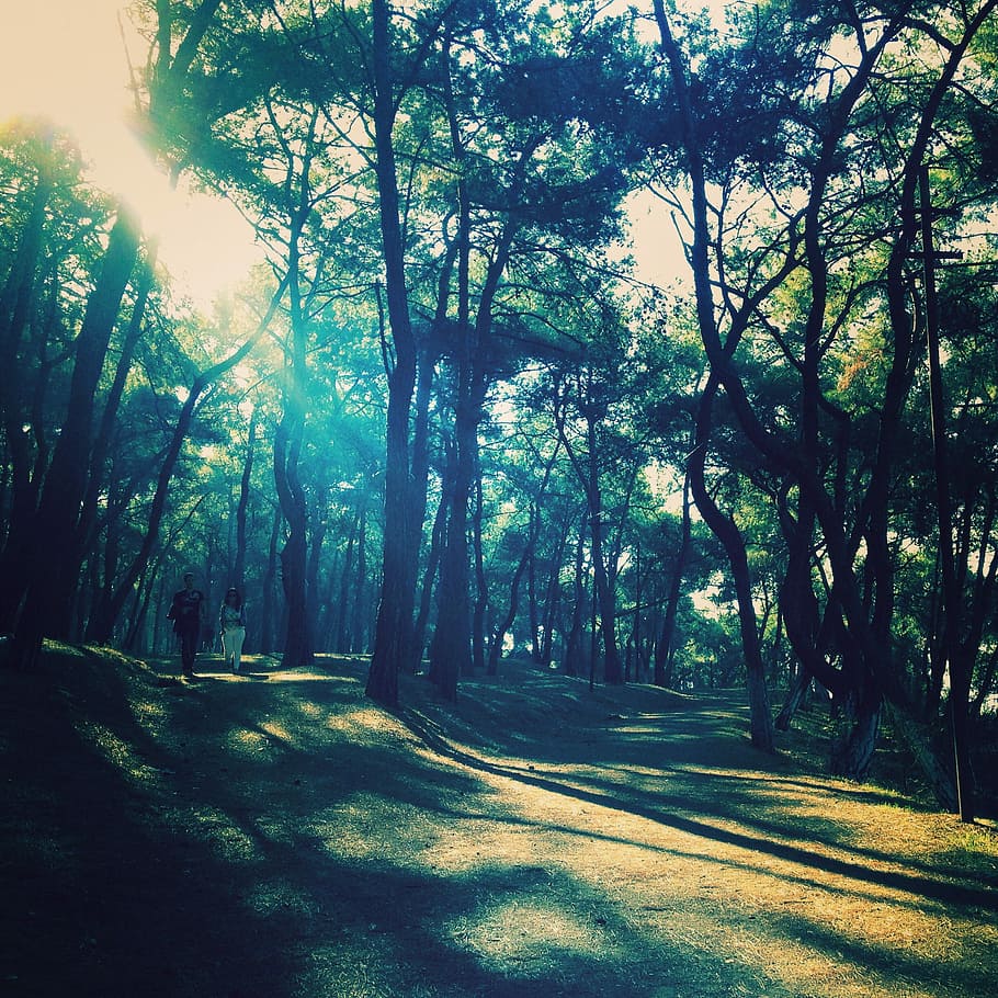 Солнечный свет в лесу. Тень солнце деревья Поляна. Свет солнца в лесу. Лес фото высокого разрешения серый.