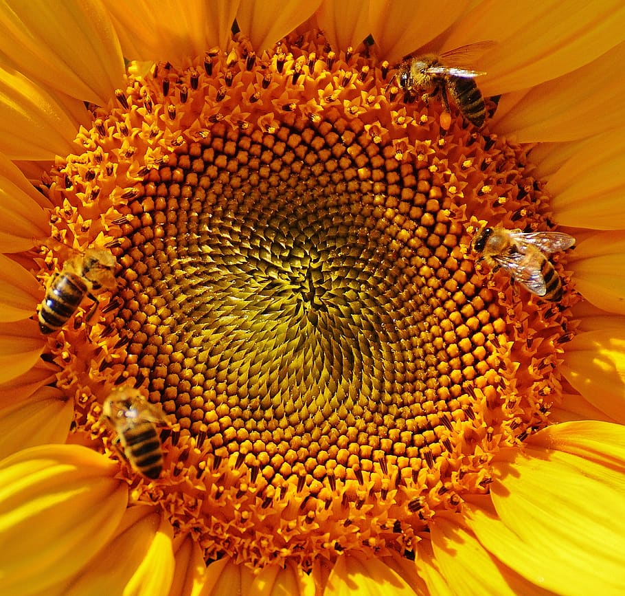 sunflower, bees, summer, garden, blossom, bloom, yellow, insect, helianthus, nature