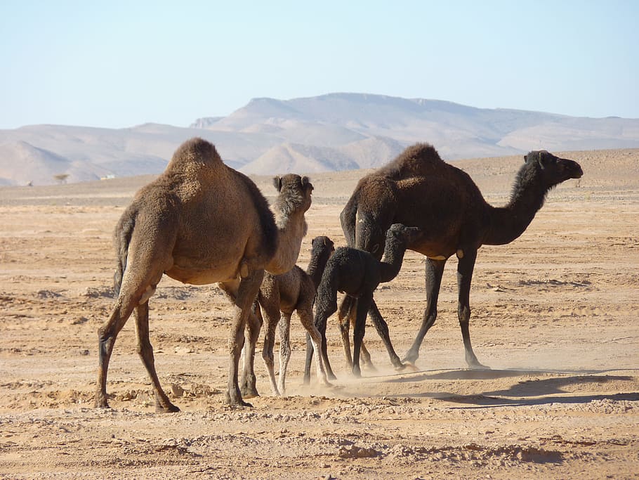낙타, 사막, 모로코, 동물 테마, 동물, 포유 동물, 동물 그룹, 동물 야생 생물, 땅, 모래