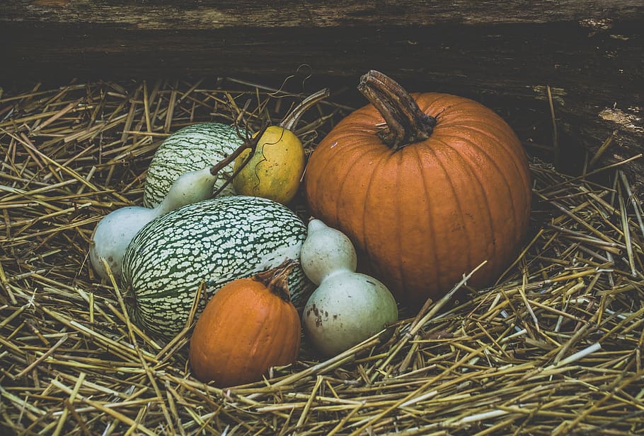 halloween, calabaza de halloween, naranja, color naranja, calabaza, temporada, estacional, otoño, alimentos, vegetales