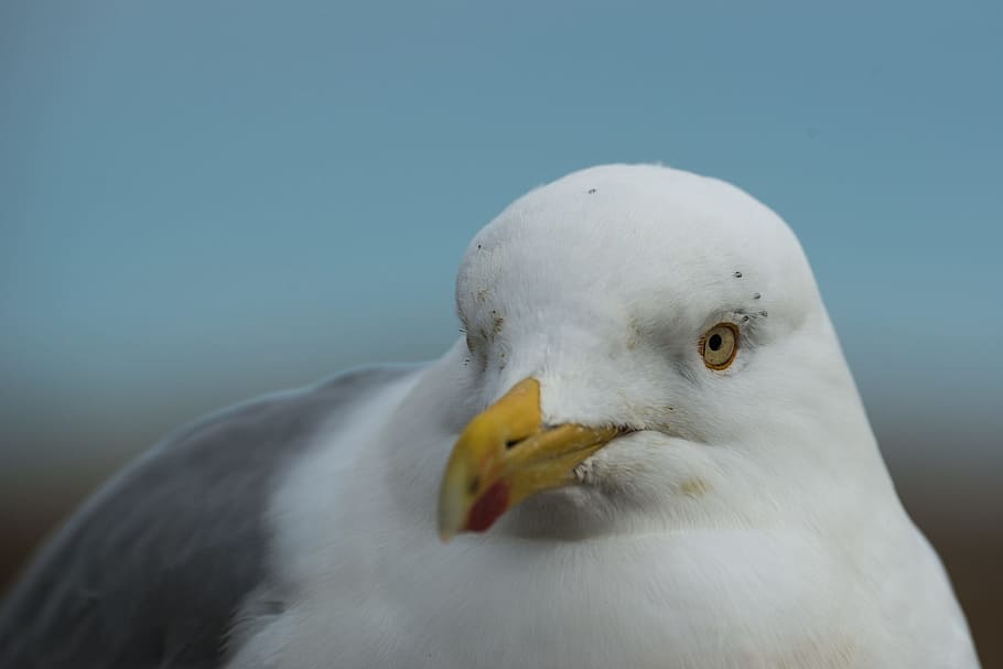 Herring Gull, Larus Argentatus, Portrait, head eyes, seagull, bird, large gull, seevogel, water bird, bill
