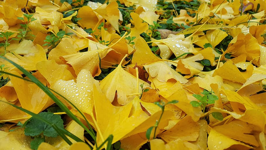 yellow, foliage, ground, autumn, ginkgo, nature, slovakia, tree, opadnuté, leaf
